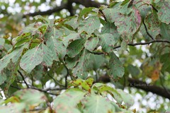 Hymenodictyon obovatum